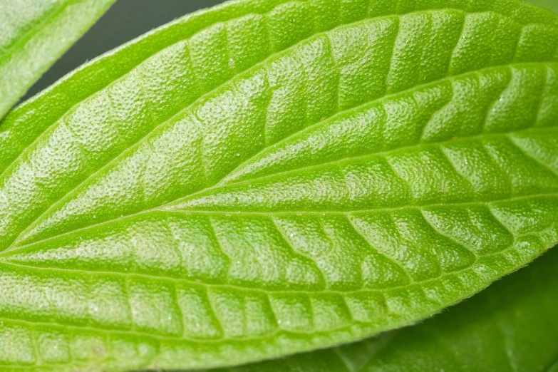 a close up s of a green leaf