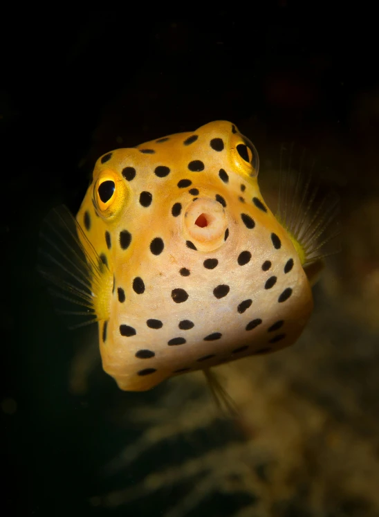 a leopard fish is looking at the camera