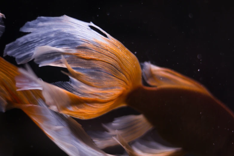 a yellow and white fish swimming in an aquarium