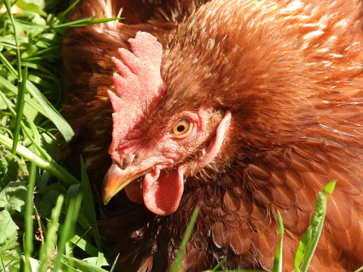 a close - up of a chicken on the ground with grass and leaves