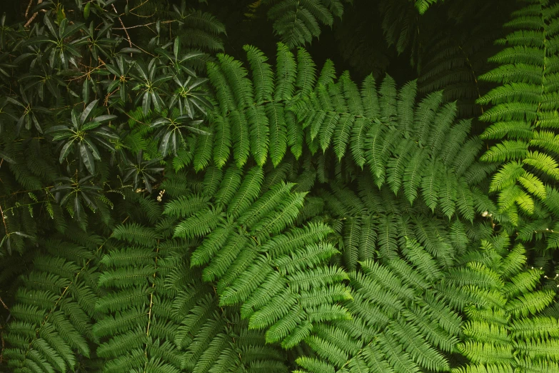 the green leaves and foliage are very green