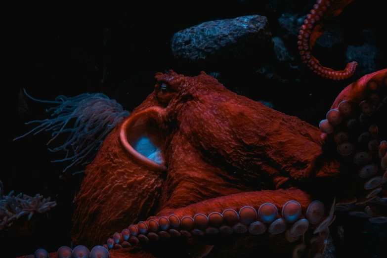 an octo laying down with some very large tentacles