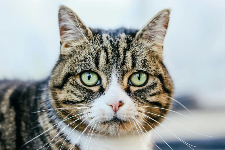 a brown and black cat staring at the camera