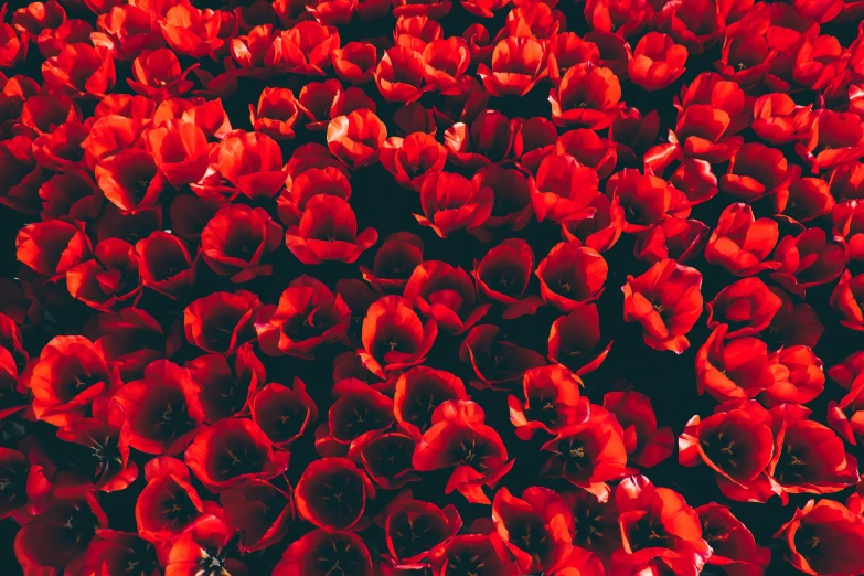 red flowers are blooming in a vase