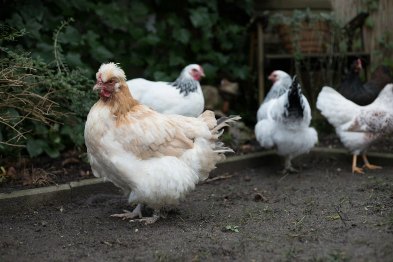 chickens are standing in the ground next to a shed