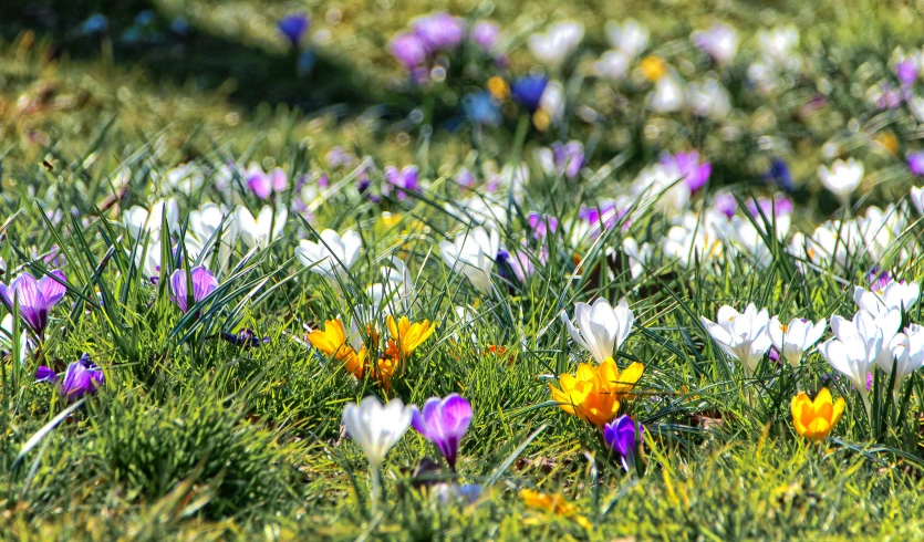 this is the first image of an image of flowers