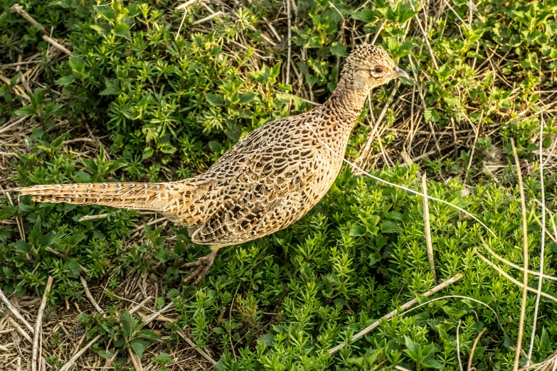 a bird standing in a green area with small bushes and grass