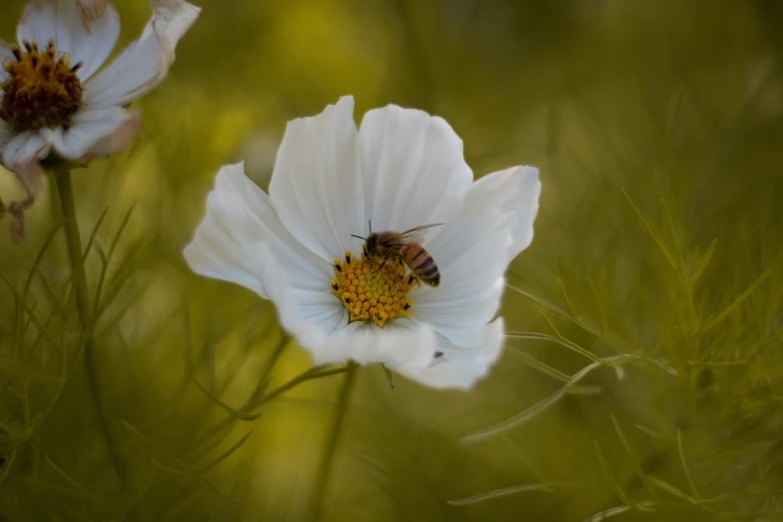 the bee is in the middle of the white flower