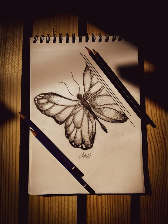 this is a pencil drawing of a erfly