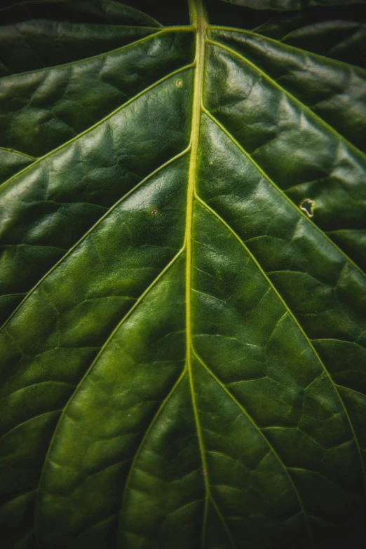 a close up view of a green leaf