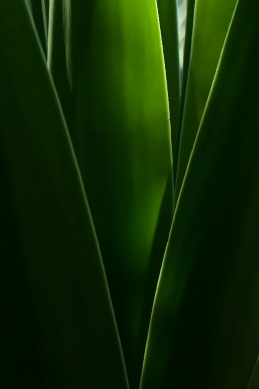 a close - up picture of the green leaves on a plant