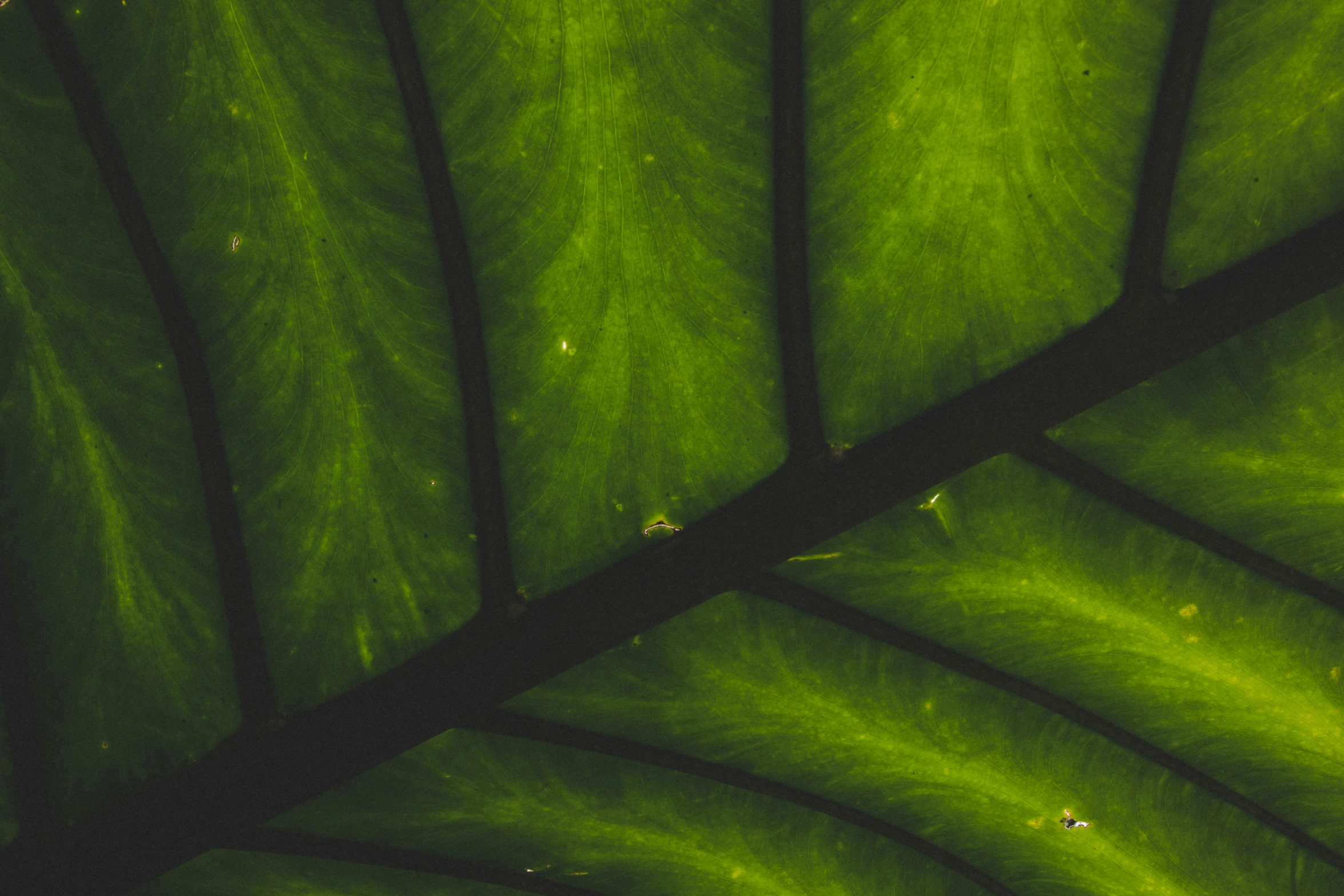 a green leaf with drops of water on it