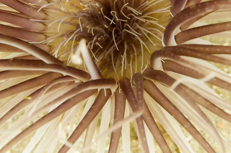 a close up of a plant like object