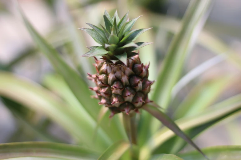 small plant that has just been budded, sprouting