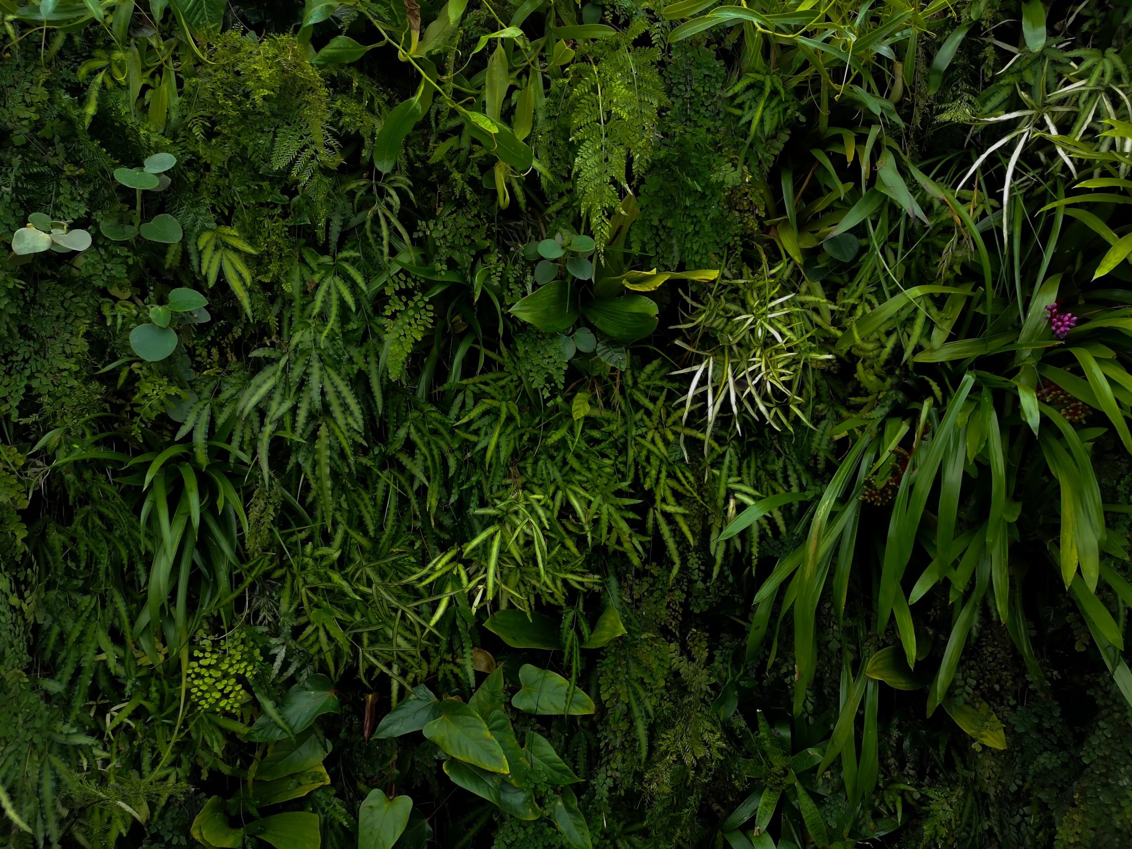 green wall covered with lots of plants and foliage