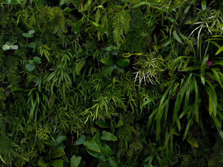 green wall covered with lots of plants and foliage