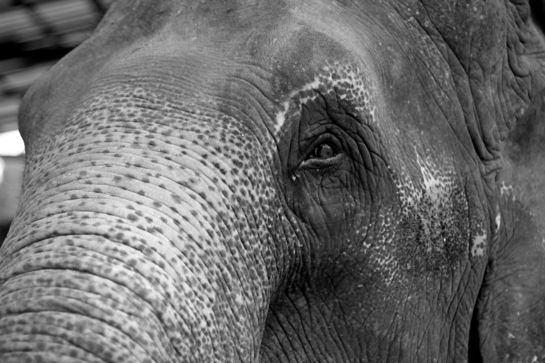 the eye of an elephant looking to its right