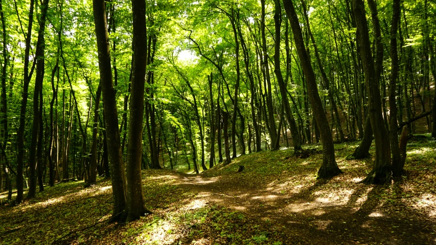 the sun is shining through the trees in the forest