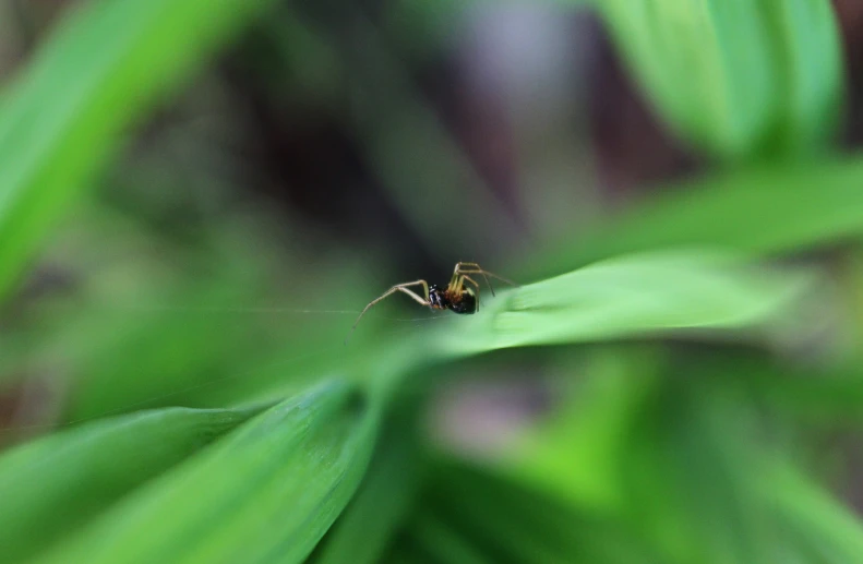 the small spider is sitting on a green plant