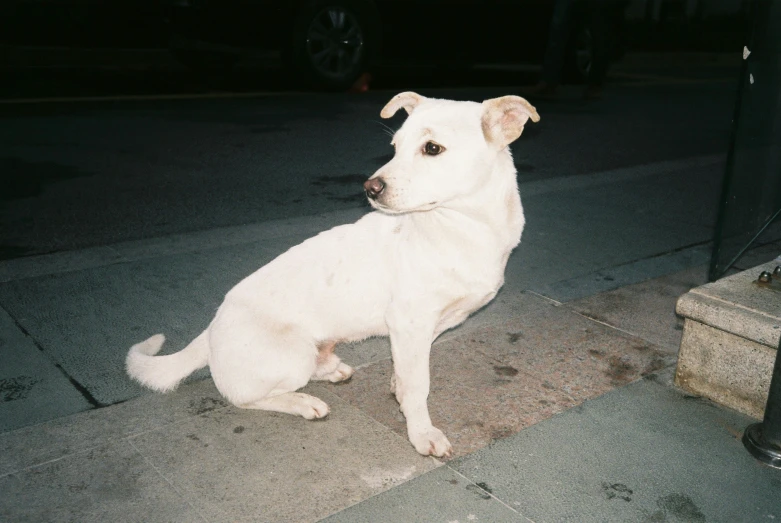 a white dog sits and waits for its owner