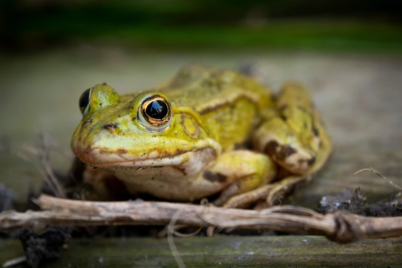 there is a frog that is sitting on the ground