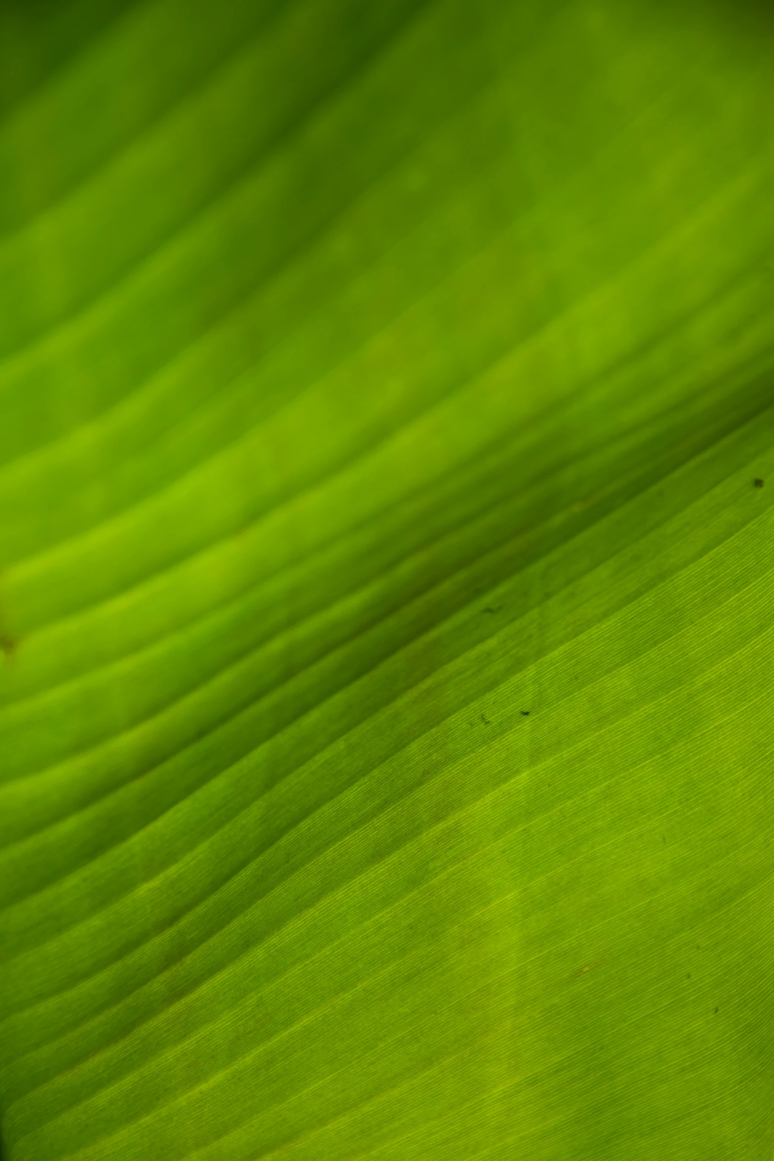 a blurry, green leaf texture is seen here