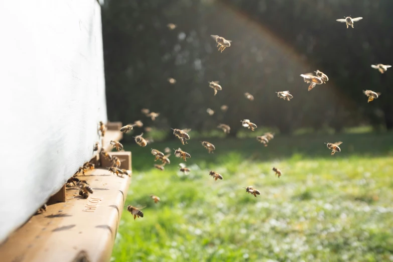 a swarm of bees fly near a building