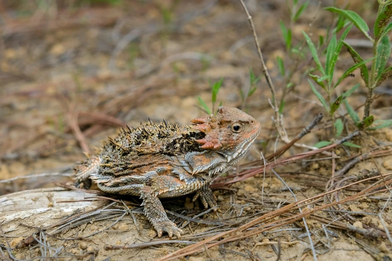 a small brown toad sitting on top of dry grass