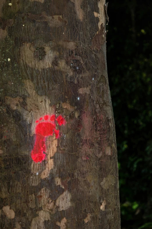 a red marker is posted on a tree