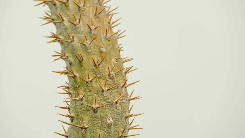 a close - up po of a cactus with long spikes