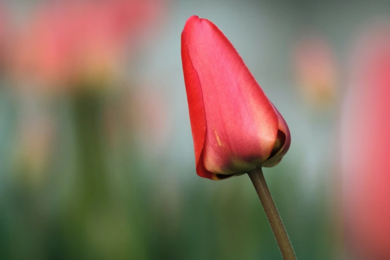 a close up of a single red flower