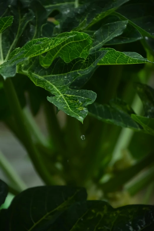 an extreme close up of green leaves in the rain