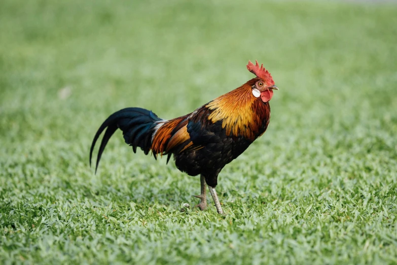 a rooster stands on a grassy field