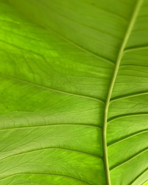 green leaves are shown with a leaf that has very thin green edges