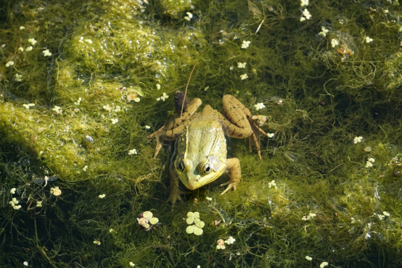 a frog sitting on the ground surrounded by grass
