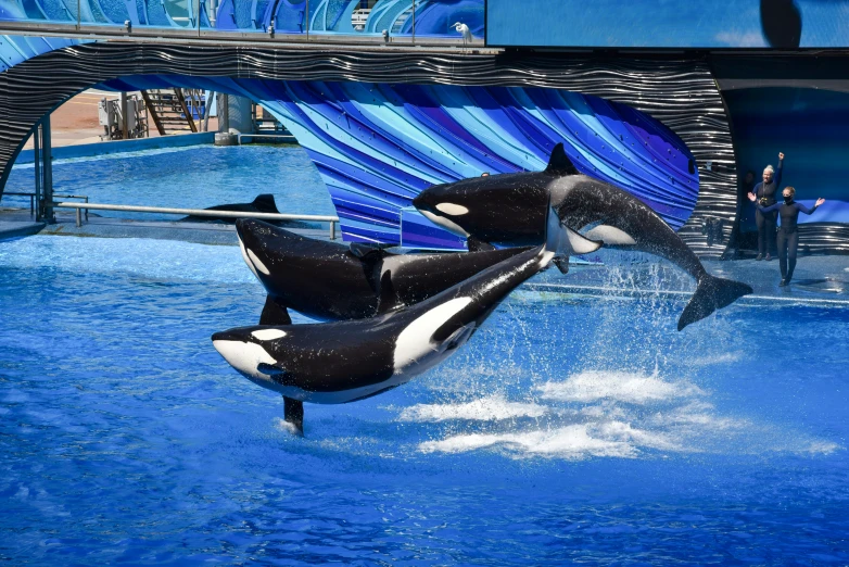 two orcases jumping out of the water at seaworld in california