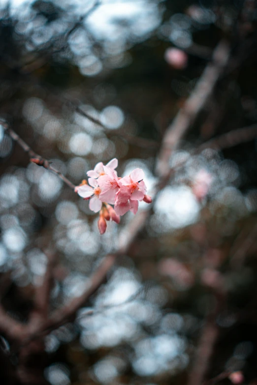 a blooming tree nch with a lot of small flowers on it