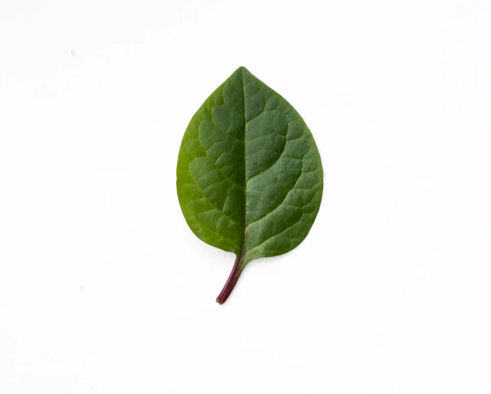 a single green leaf lies on the white surface