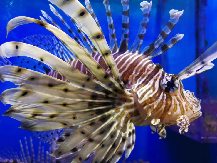 an image of a lion fish swimming in the ocean