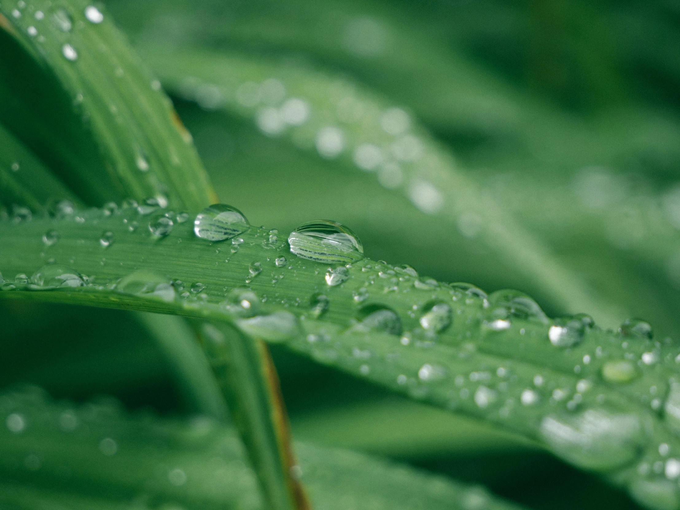 a small drop of water on a leaf