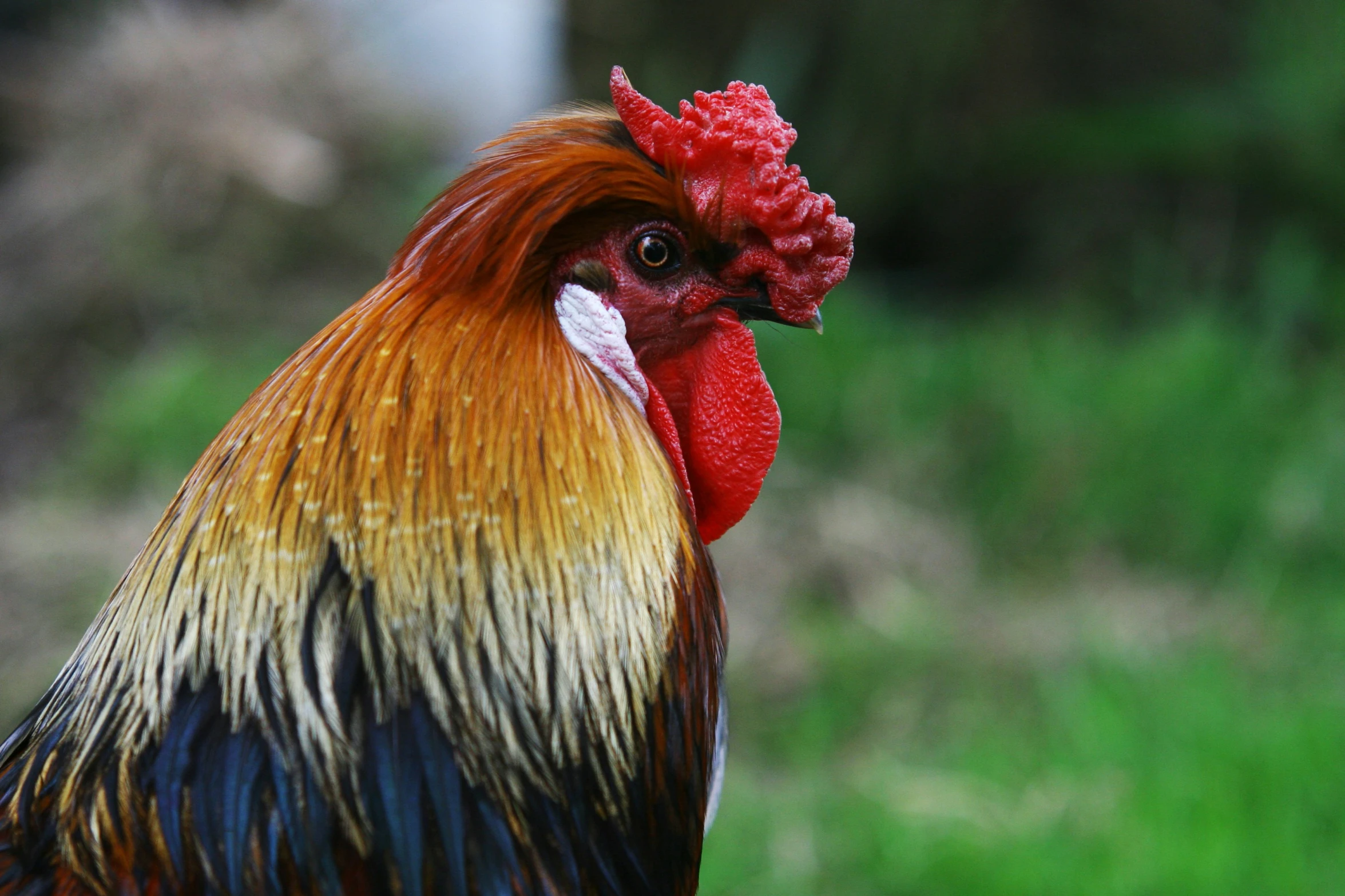 a colorful rooster is shown standing close to the camera