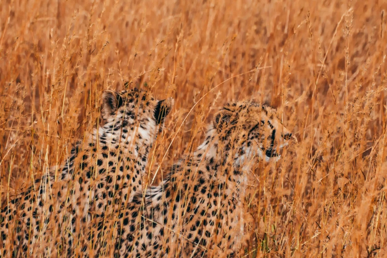 two cheetah in tall brown grasses facing away from camera