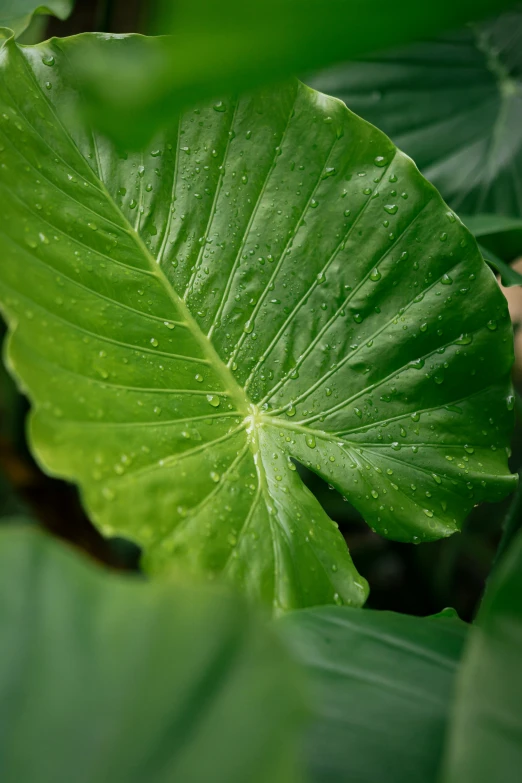 a large green leaf laying on top of a leafy plant