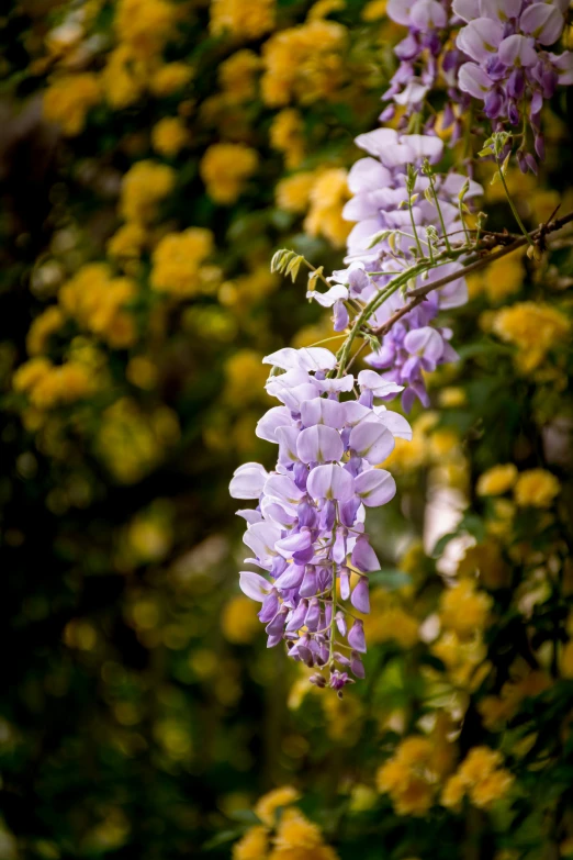 purple flowers are blooming on a bush outside