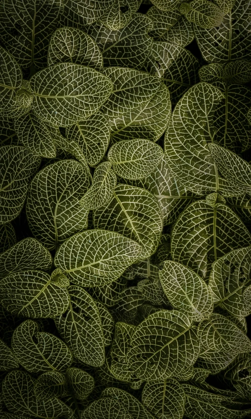 a close up of a cluster of green leaf