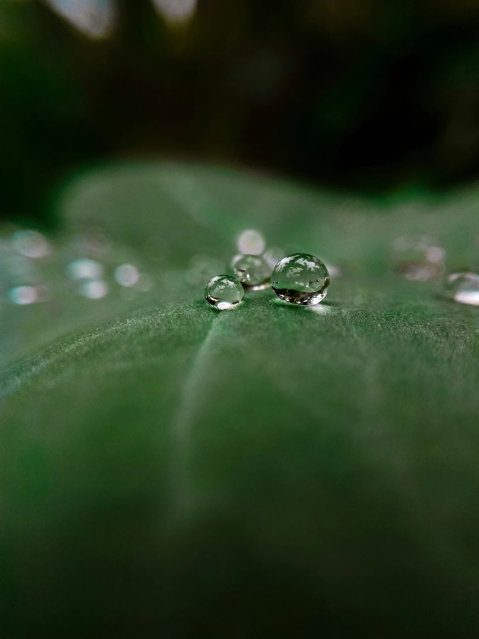 water droplets on the leaf of a plant