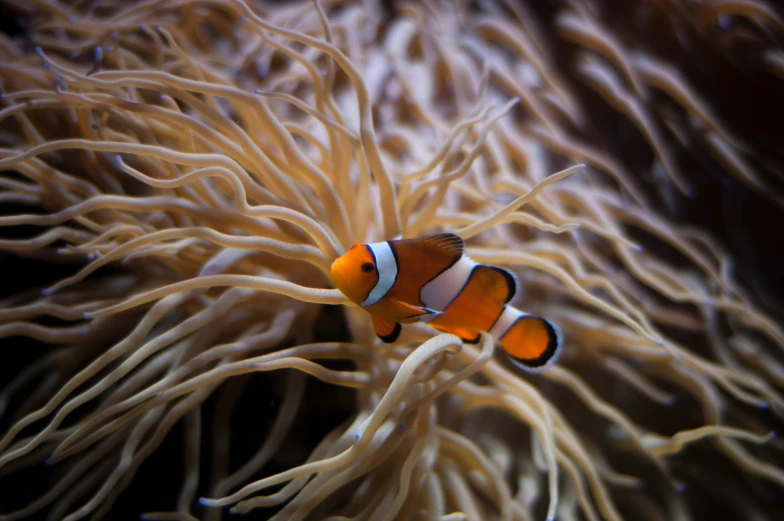 an orange clownfish in its underwater kingdom