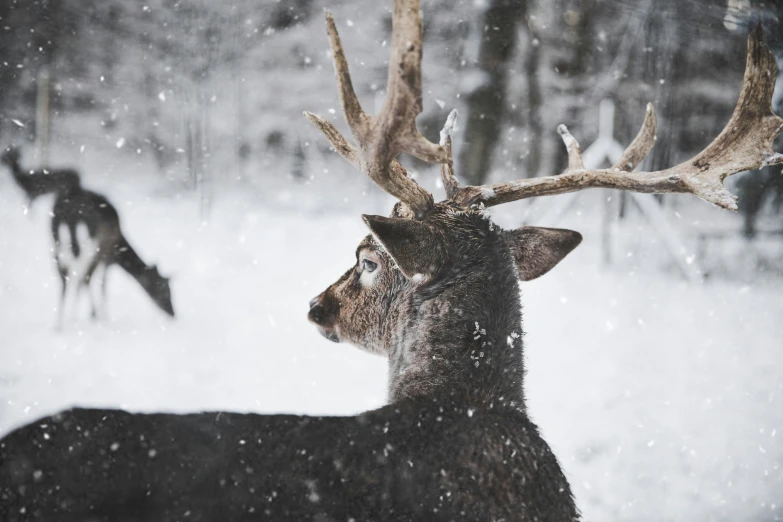 a deer is looking off into the distance in the snow