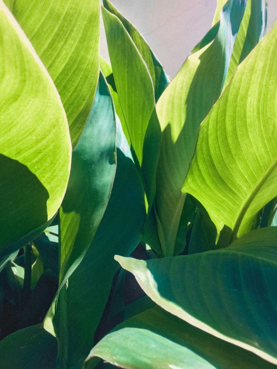 the top part of green leaves that are almost all over