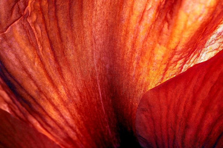 the orange petals of a large flower